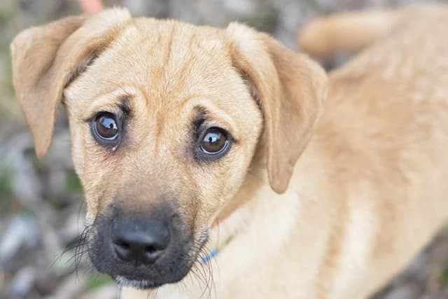 Bolo, male puppy mixed breed for adoption at Dumovec, Zagreb