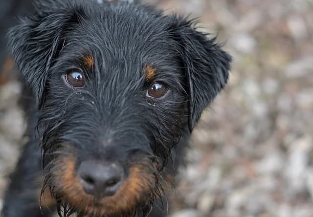Bozo, male puppy mixed breed for adoption at Dumovec, Zagreb