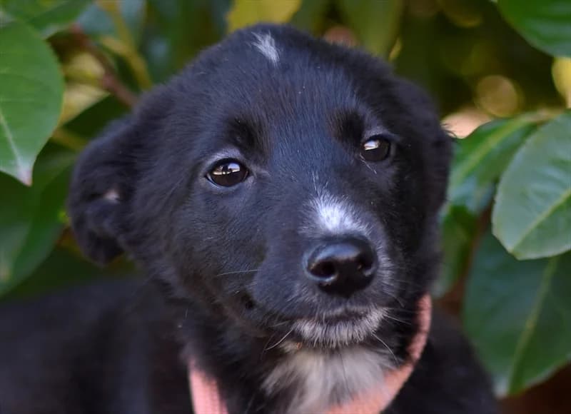 Cesarica, female puppy mixed breed for adoption at Dumovec, Zagreb