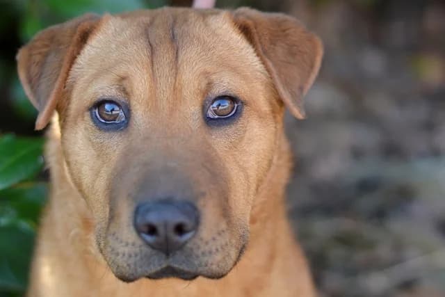 Saga, female puppy Shar Pei for adoption at Dumovec, Zagreb