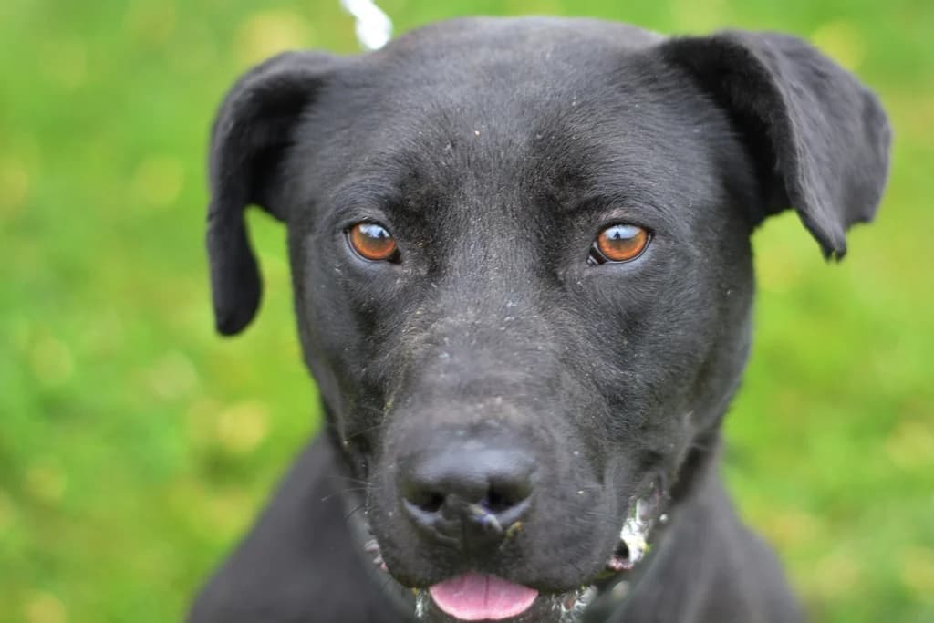 Oscar, male senior mixed breed for adoption at Dumovec, Zagreb