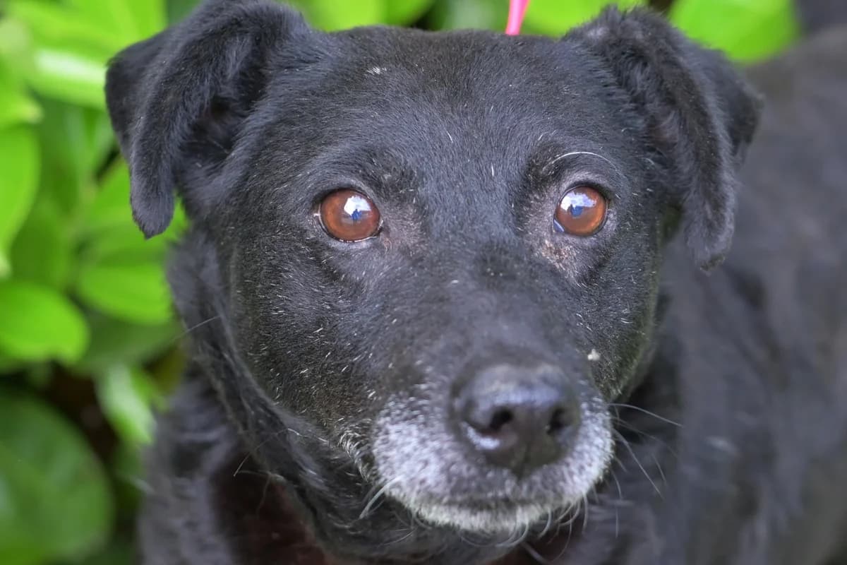 Rambo, male senior mixed breed for adoption at Dumovec, Zagreb