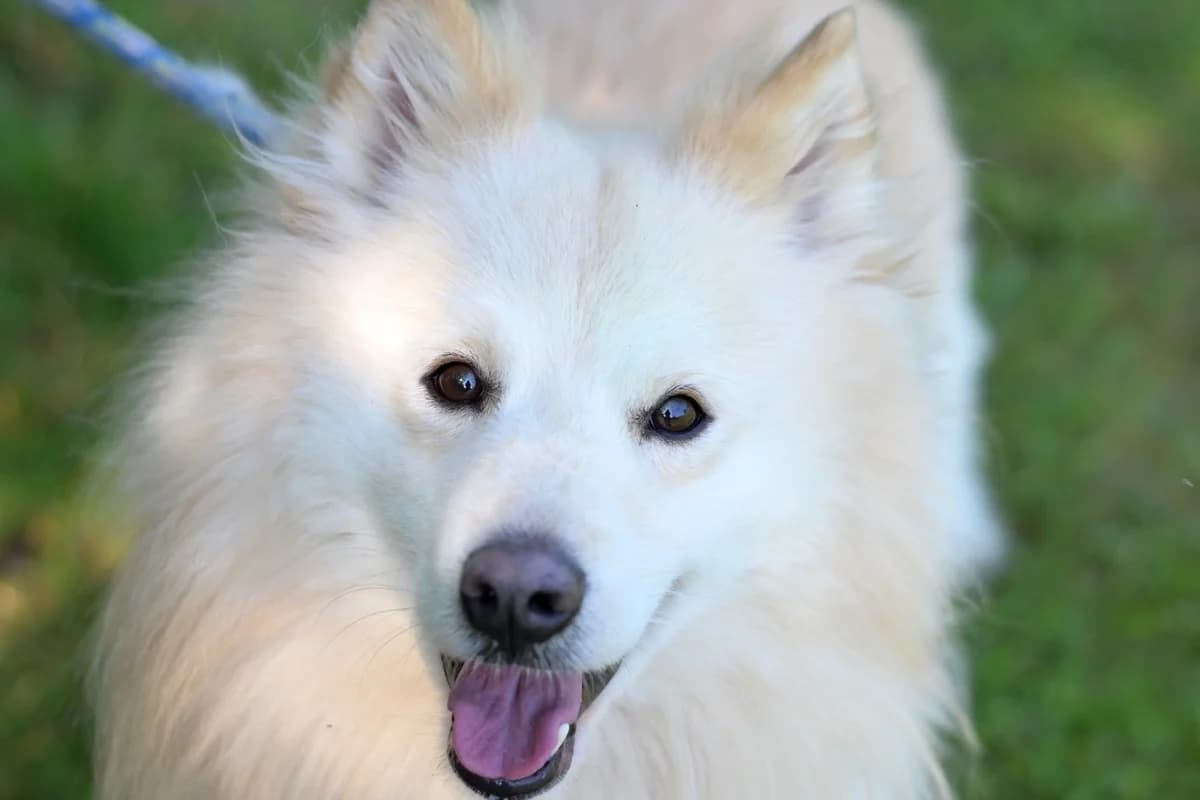 Loki,  (Dumovec)