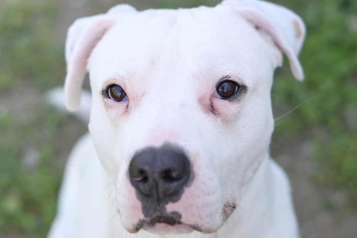 Winston, male young mixed breed for adoption at Dumovec, Zagreb