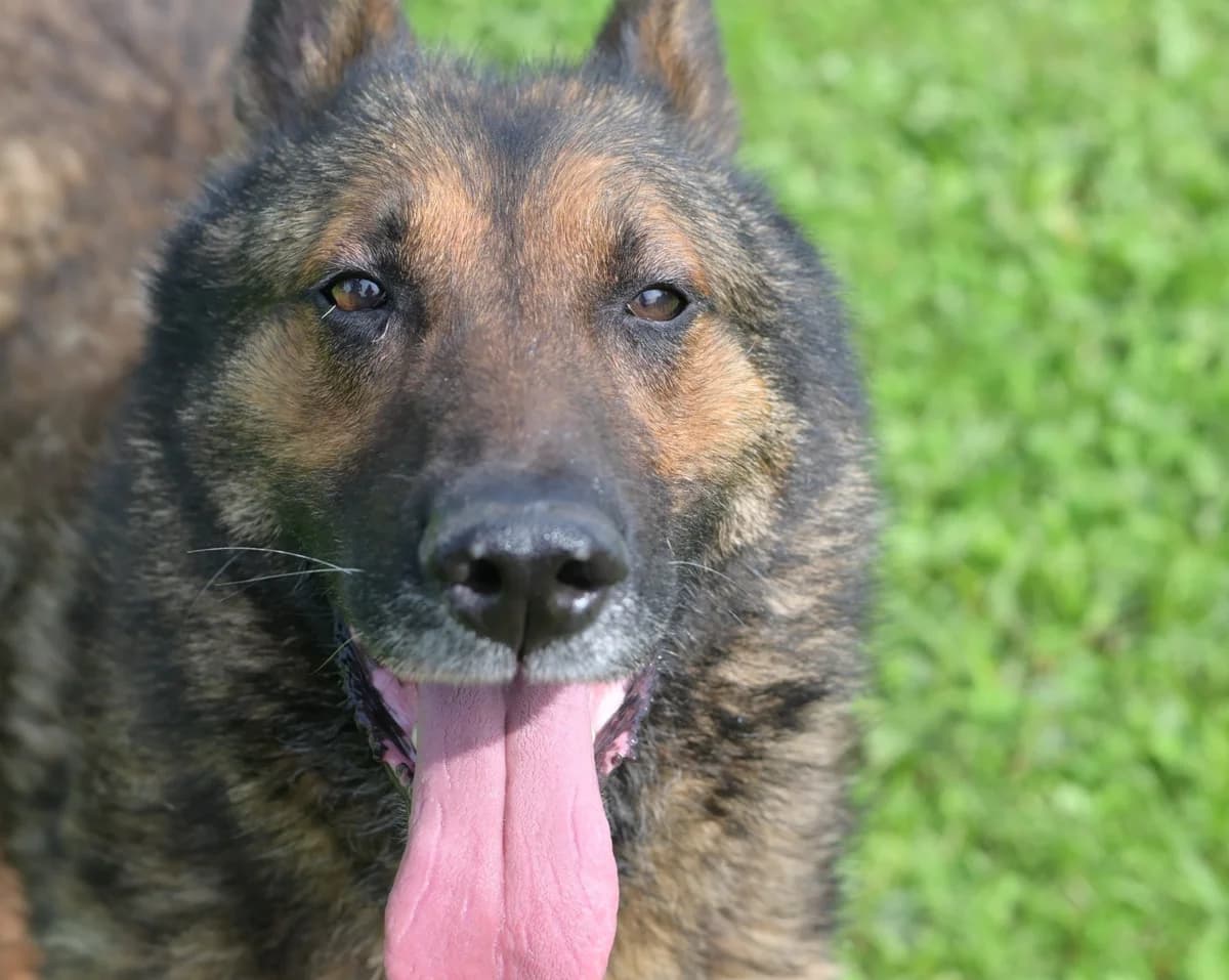 Roki, male senior mixed breed for adoption at Dumovec, Zagreb