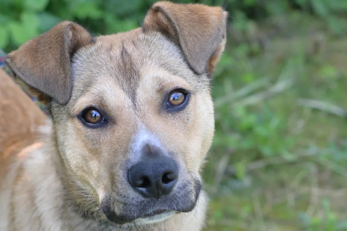 Libero, male young mixed breed for adoption at Dumovec, Zagreb