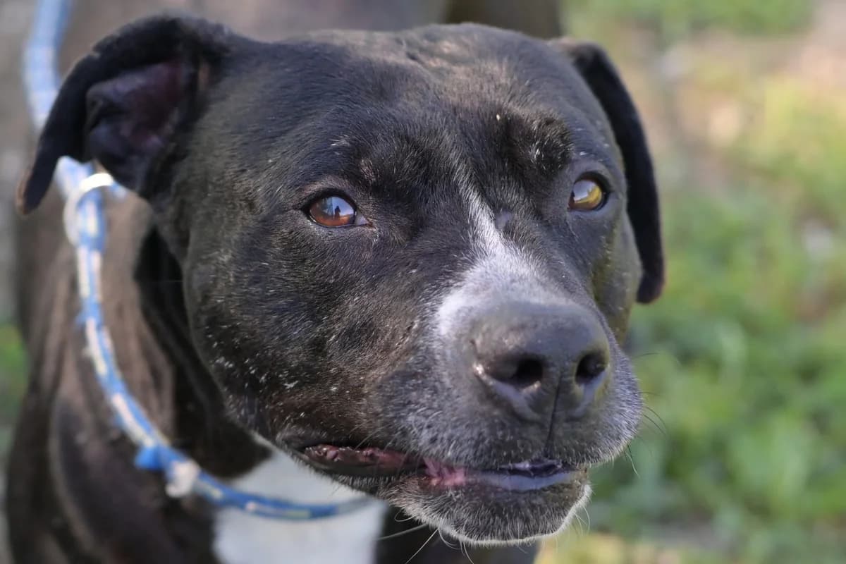 Glo, female 6yo mixed breed for adoption at Dumovec, Zagreb