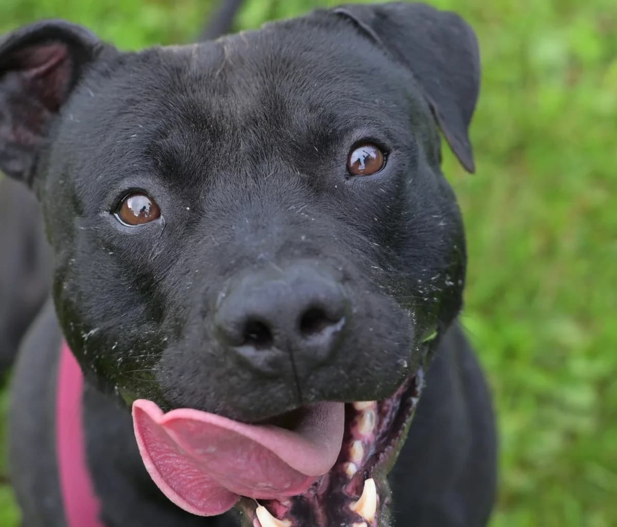 Ian, male 6yo mixed breed for adoption at Dumovec, Zagreb