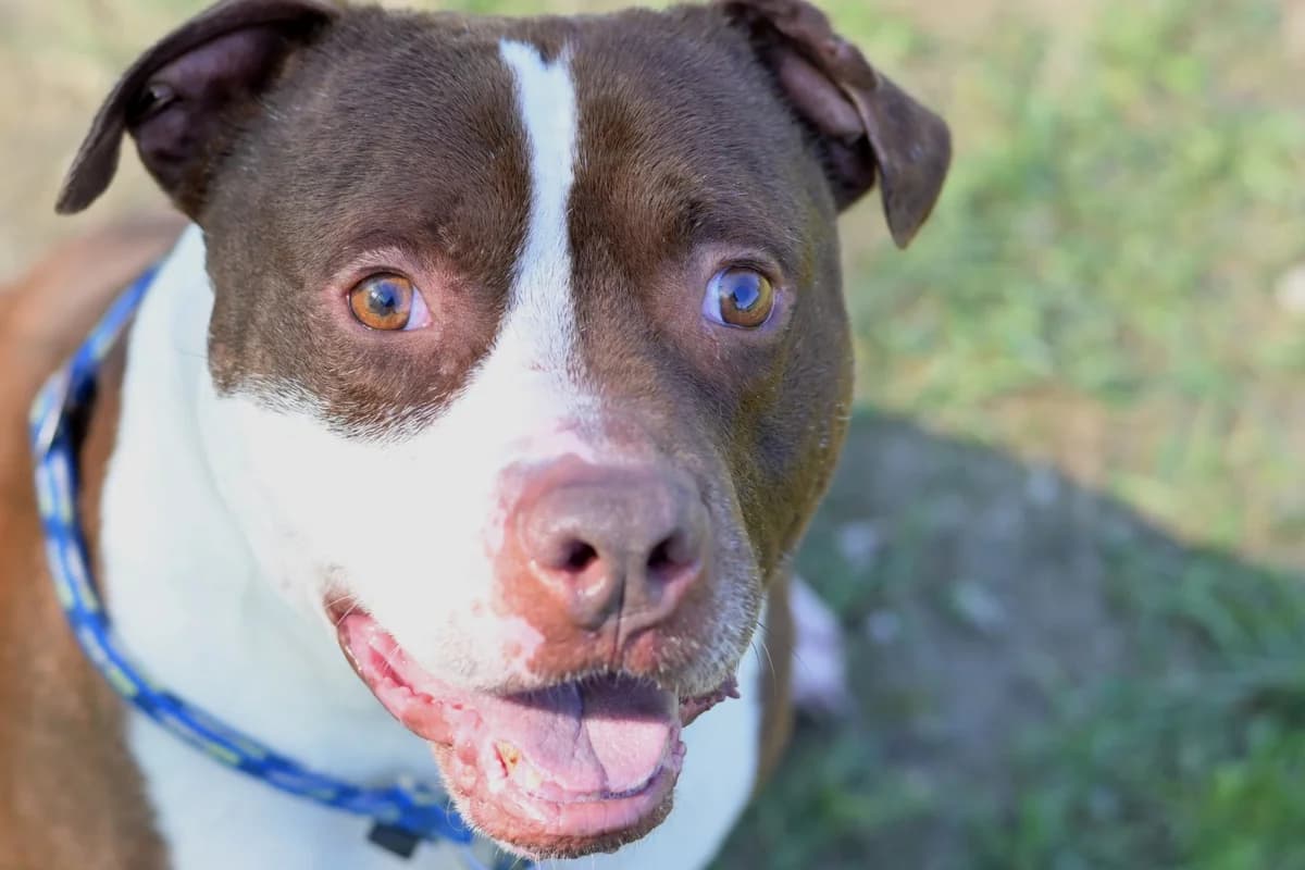 Debeli, male mixed breed for adoption at Dumovec, Zagreb