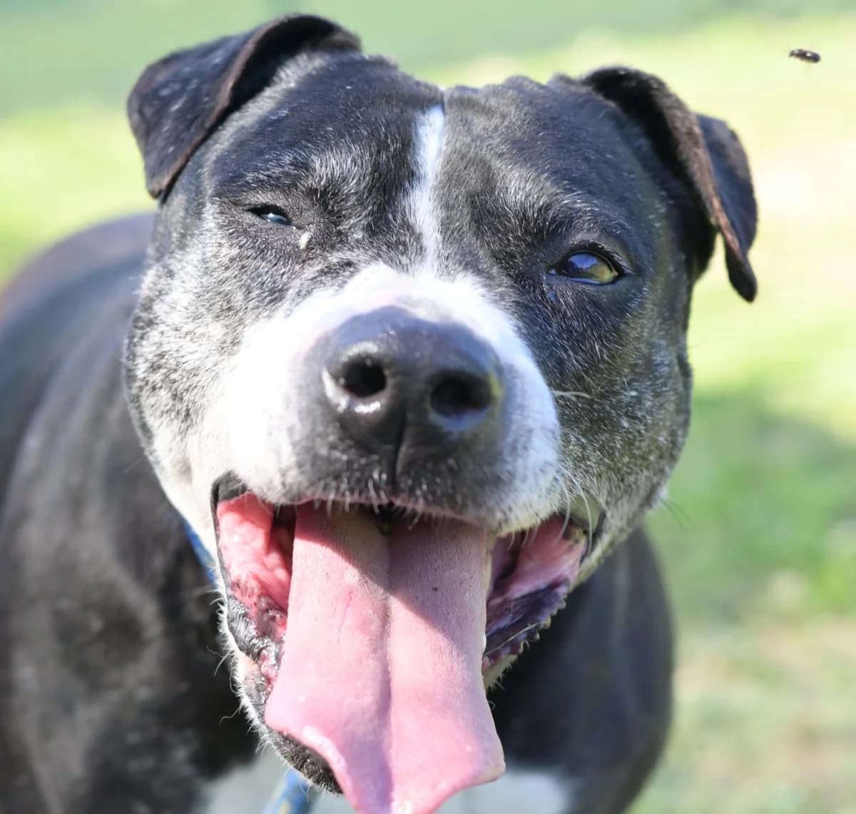 Mala, female 7yo mixed breed for adoption at Dumovec, Zagreb