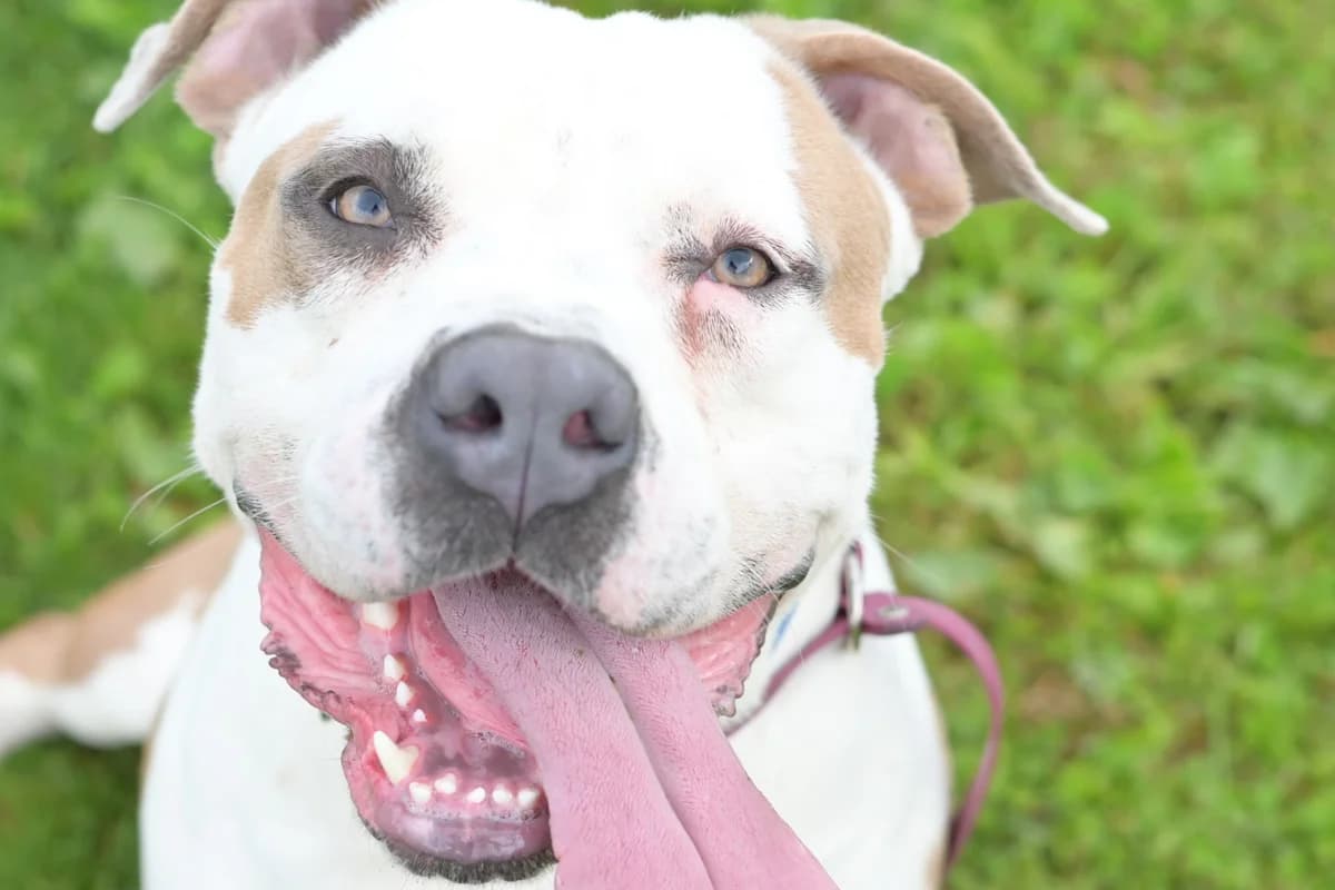 Das, male young mixed breed for adoption at Dumovec, Zagreb