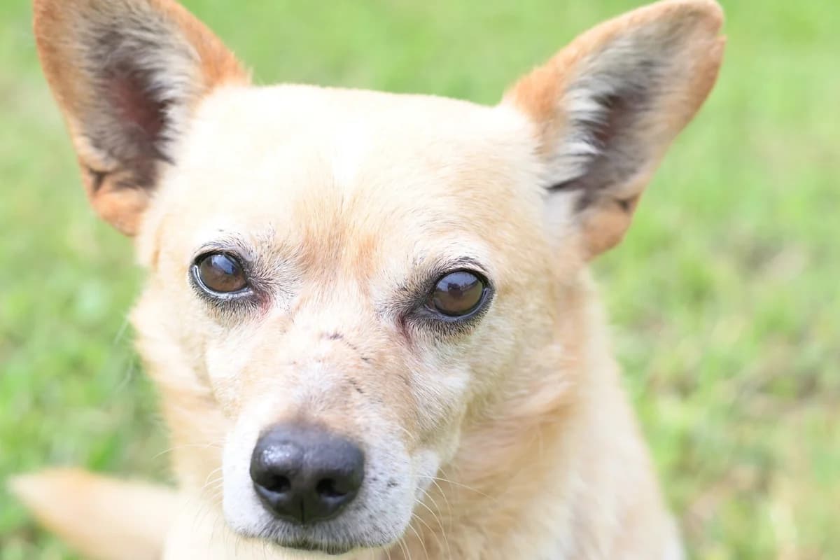 Jado, male senior mixed breed for adoption at Dumovec, Zagreb