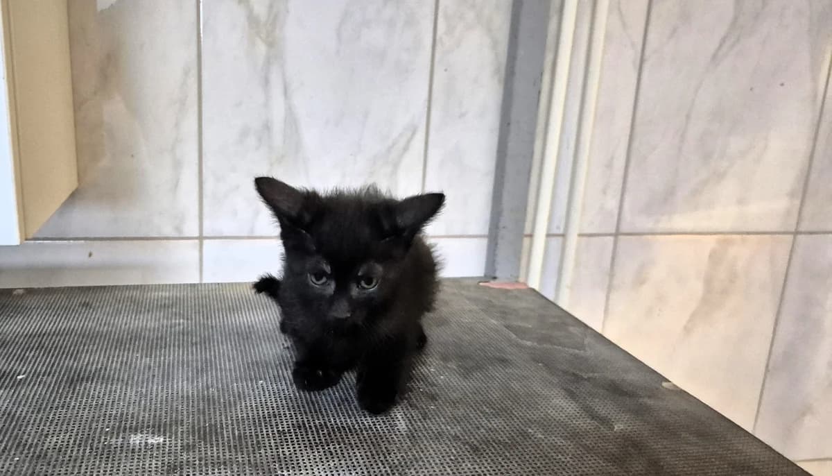 Lija, female puppy mixed breed for adoption at Dumovec, Zagreb