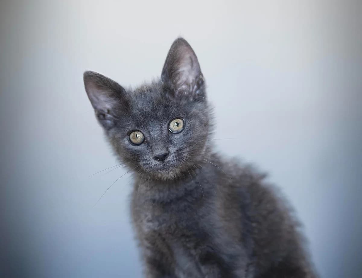 Kiša, female puppy mixed breed for adoption at Dumovec, Zagreb