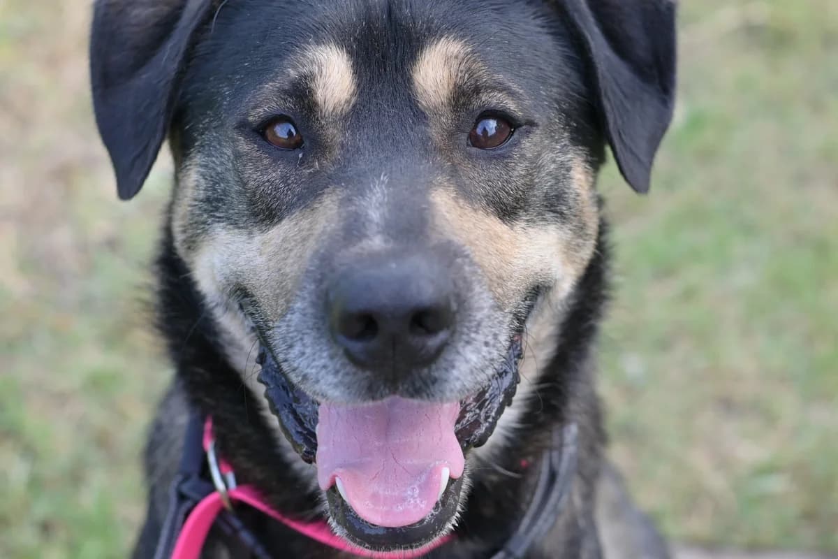 Zik, male young mixed breed for adoption at Dumovec, Zagreb
