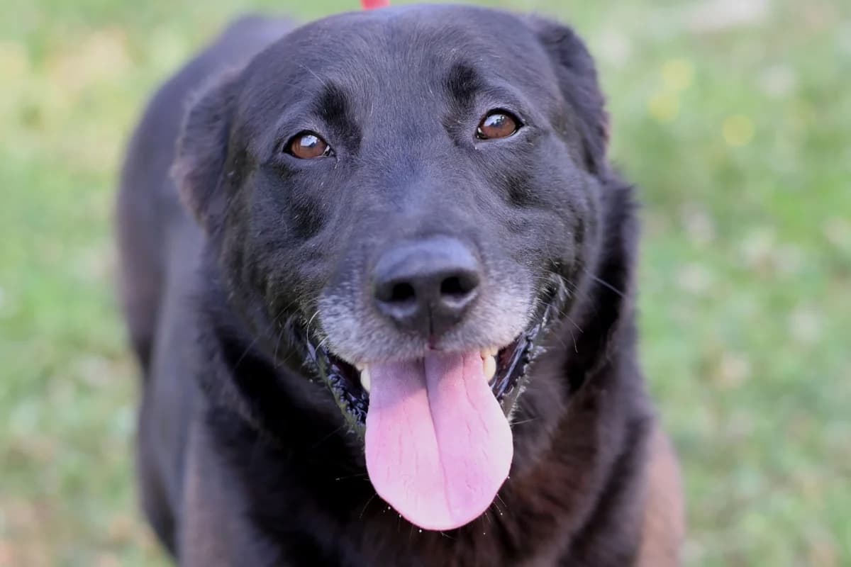 Bembo, male 5yo mixed breed for adoption at Dumovec, Zagreb