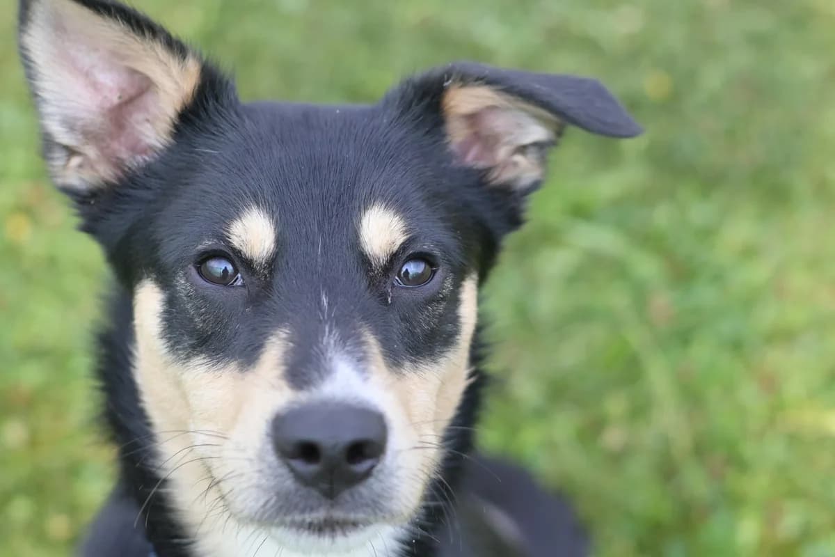 Archi, male mixed breed for adoption at Dumovec, Zagreb