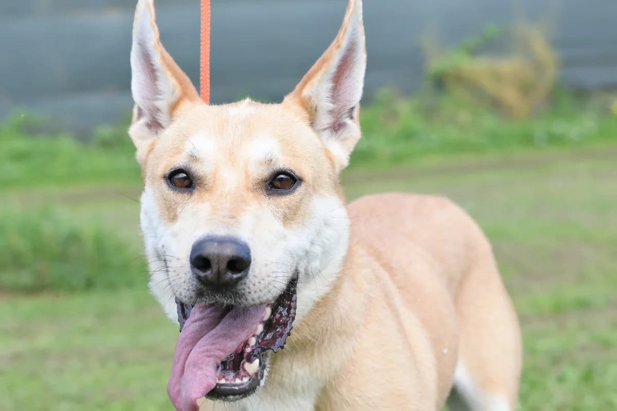 Aria, female 5yo mixed breed for adoption at Dumovec, Zagreb