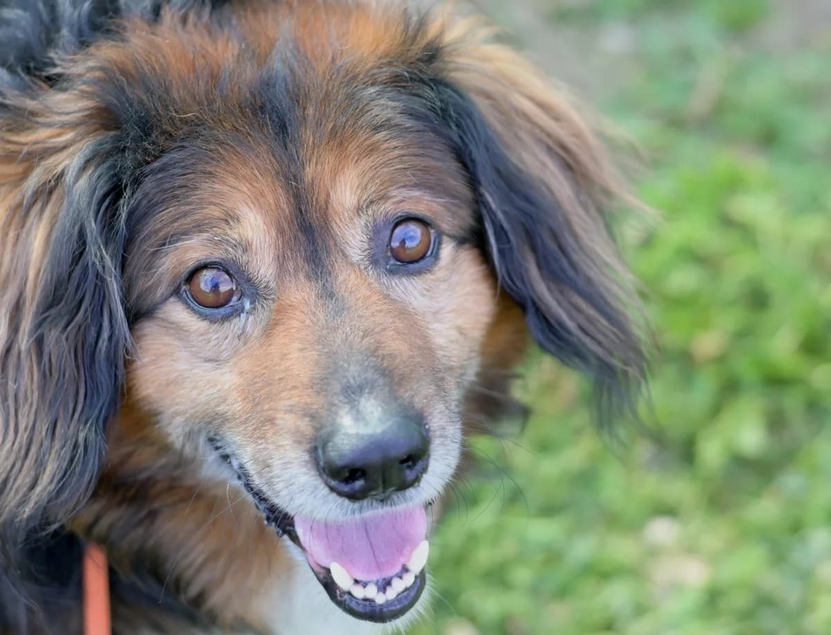 Luther, male 5yo mixed breed for adoption at Dumovec, Zagreb