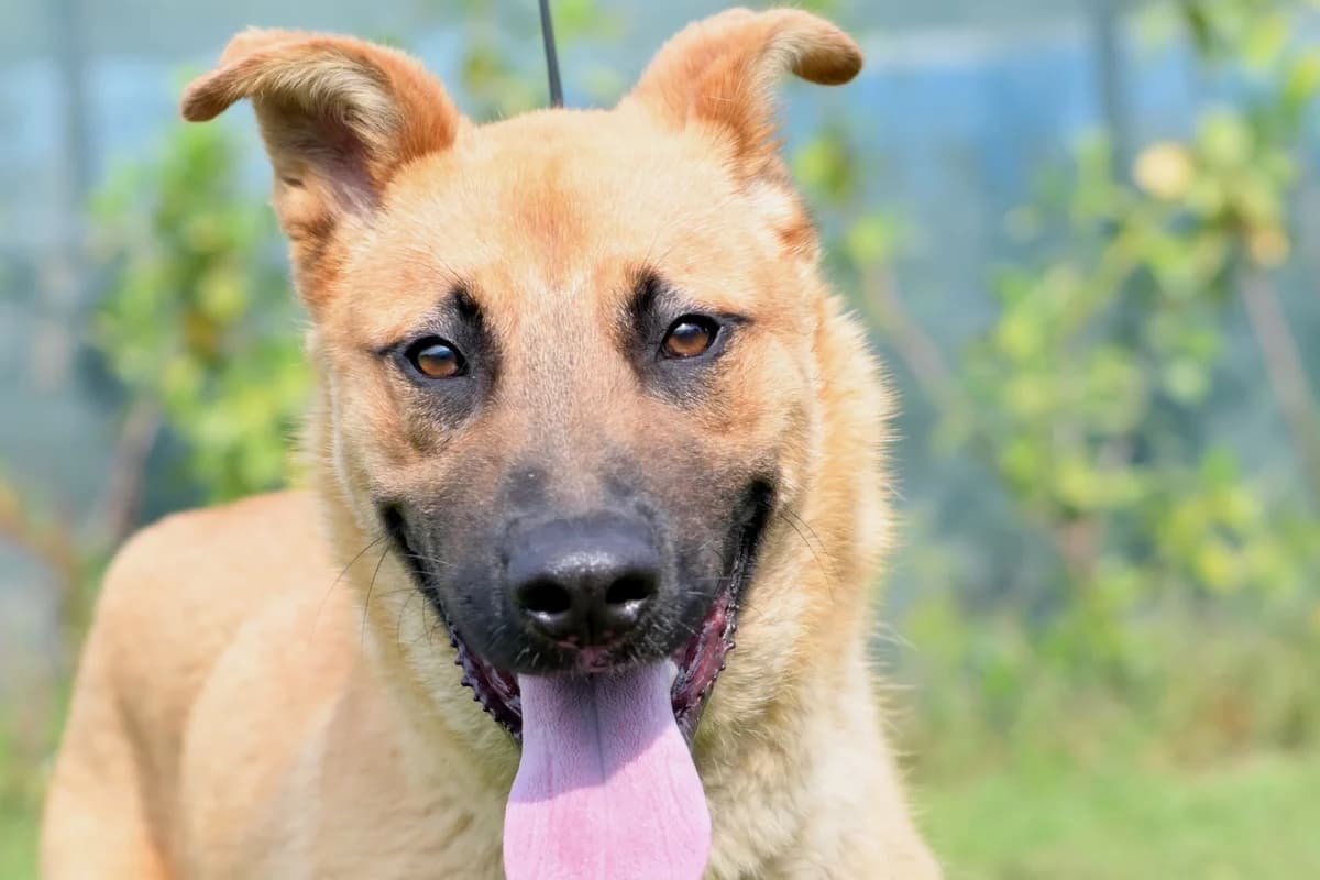 Đipsi, male puppy mixed breed for adoption at Dumovec, Zagreb