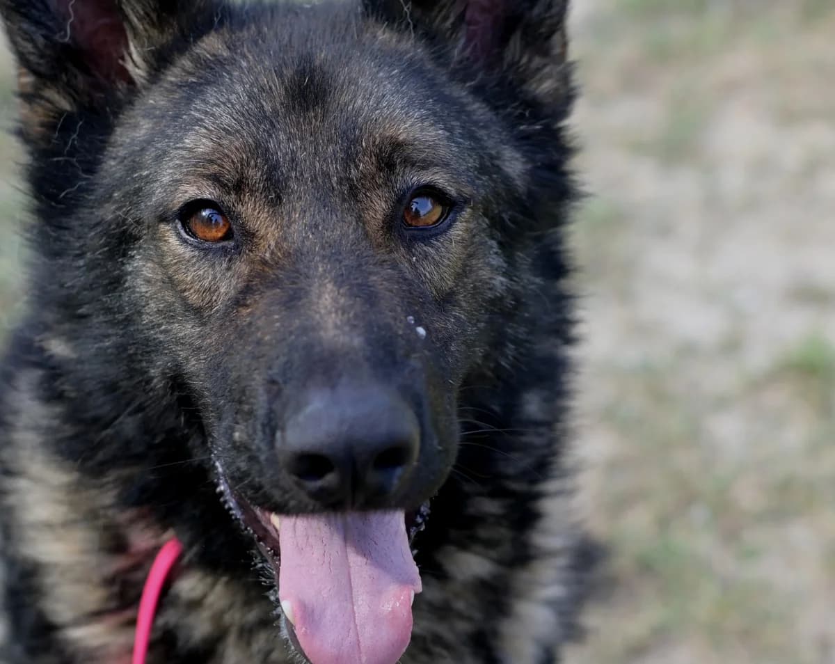 Luksi, male 4yo mixed breed for adoption at Dumovec, Zagreb