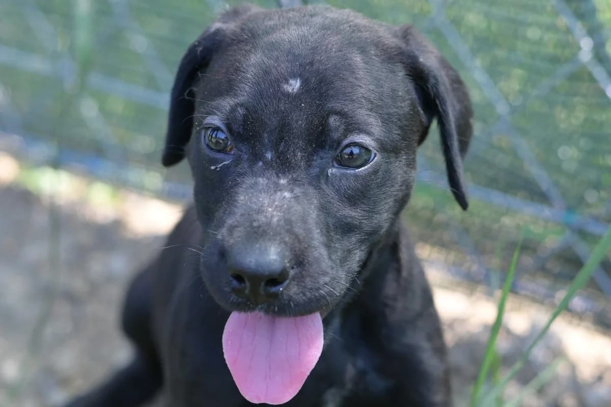 Forte, female puppy mixed breed for adoption at Dumovec, Zagreb