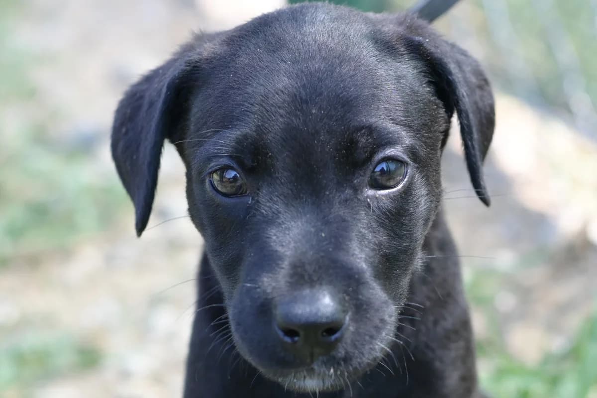 Santa, female puppy mixed breed for adoption at Dumovec, Zagreb