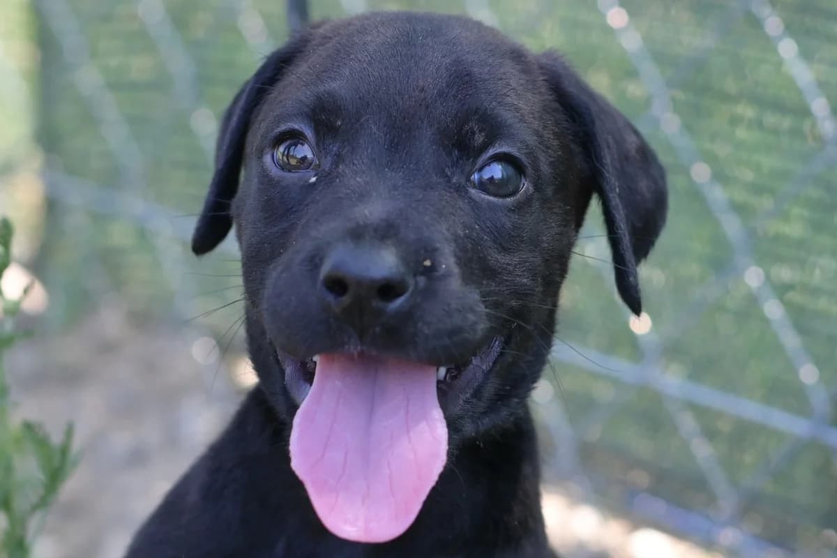 Rossa, female puppy mixed breed for adoption at Dumovec, Zagreb