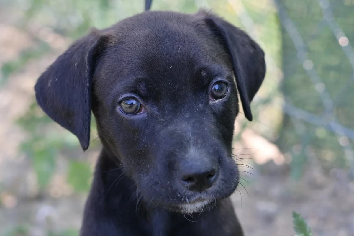 Grande, male puppy mixed breed for adoption at Dumovec, Zagreb