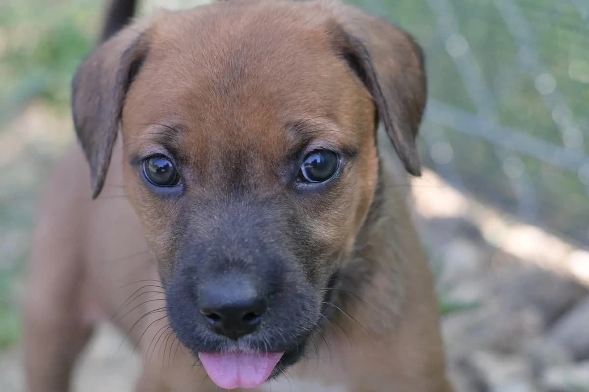 Mirna, female puppy mixed breed for adoption at Dumovec, Zagreb