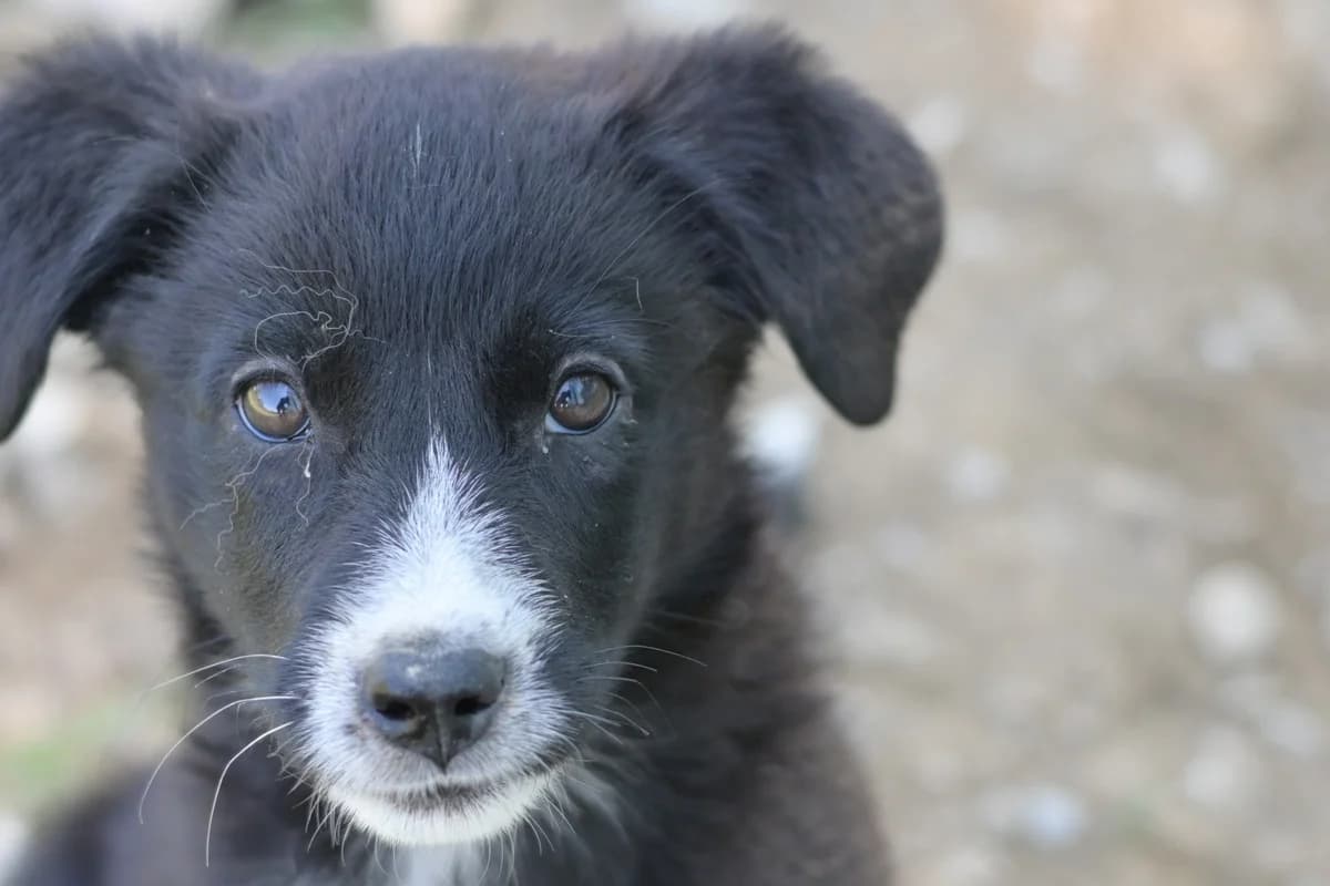 Livia, female puppy mixed breed for adoption at Dumovec, Zagreb