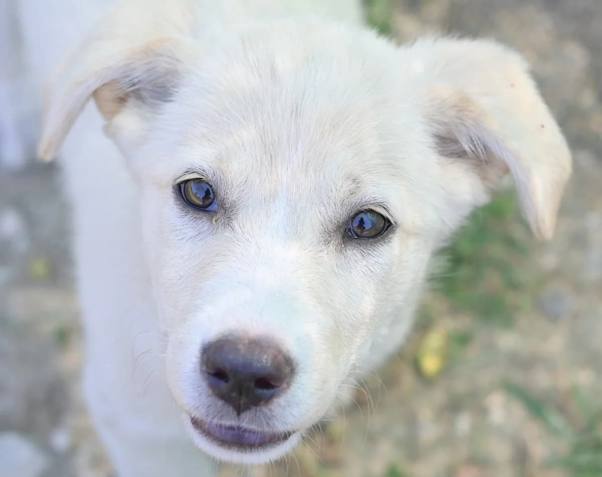 Alba, female puppy mixed breed for adoption at Dumovec, Zagreb