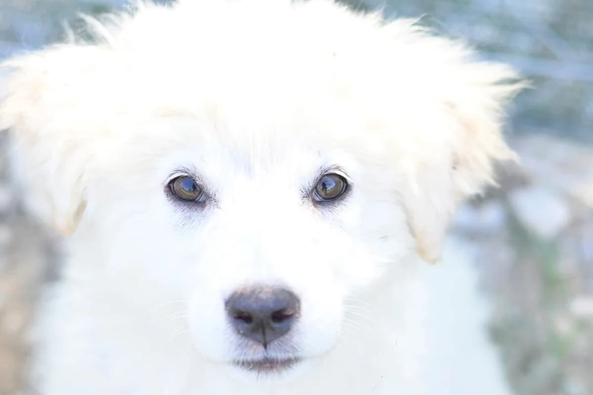 Vita,  puppy mixed breed for adoption at Dumovec, Zagreb