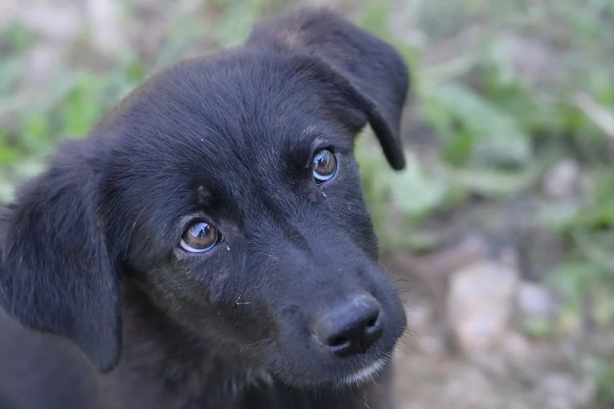 Negra,  puppy mixed breed for adoption at Dumovec, Zagreb
