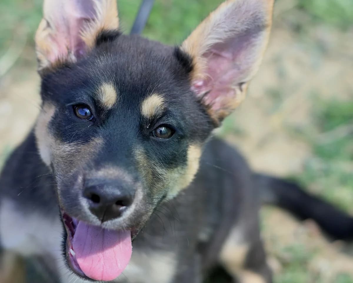 Nila, female puppy Husky for adoption at Dumovec, Zagreb
