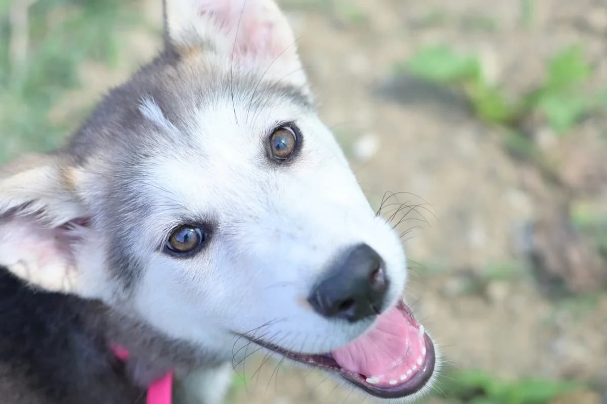 Glia, female Husky for adoption at Dumovec, Zagreb