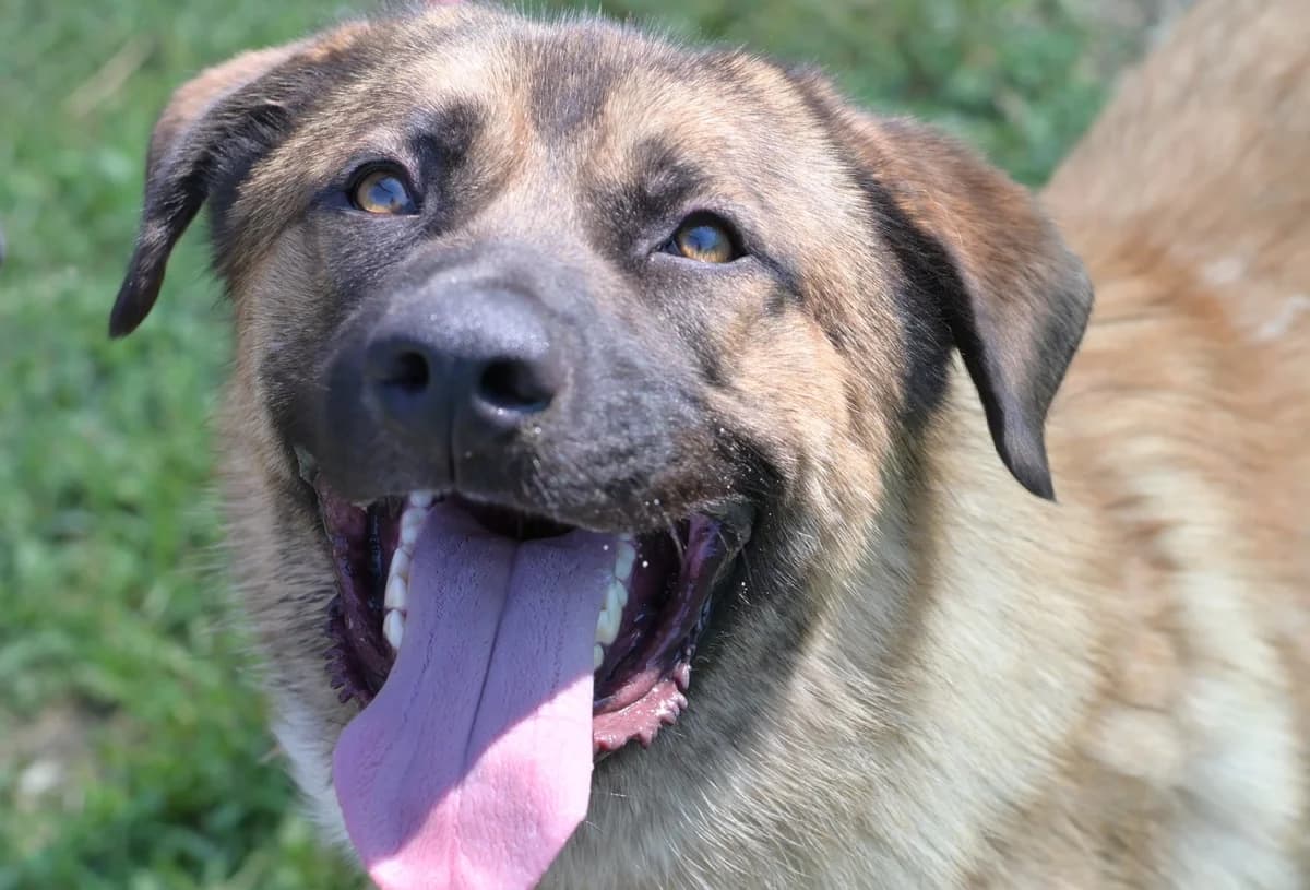 Harley, male young mixed breed for adoption at Dumovec, Zagreb