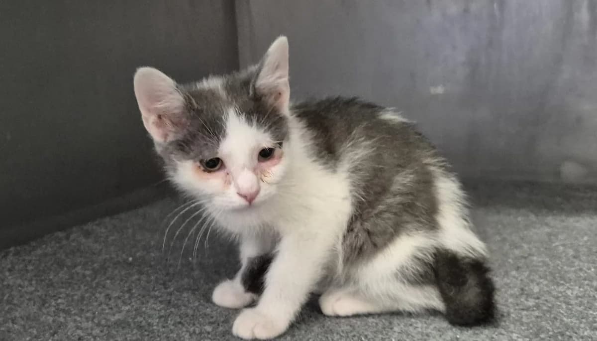Mia, female puppy mixed breed for adoption at Dumovec, Zagreb