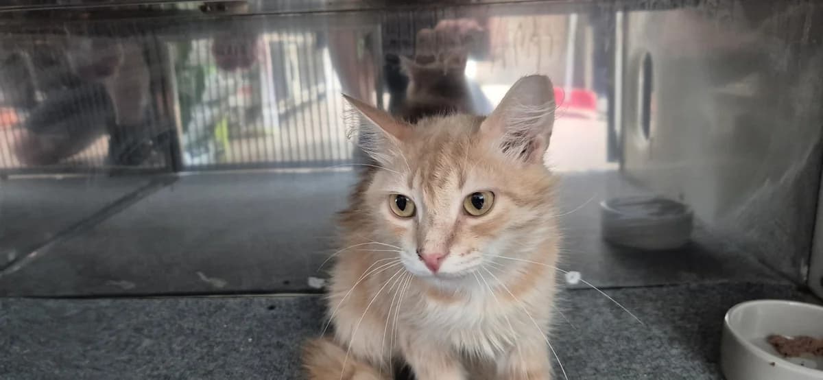 Kremica, male young mixed breed for adoption at Dumovec, Zagreb
