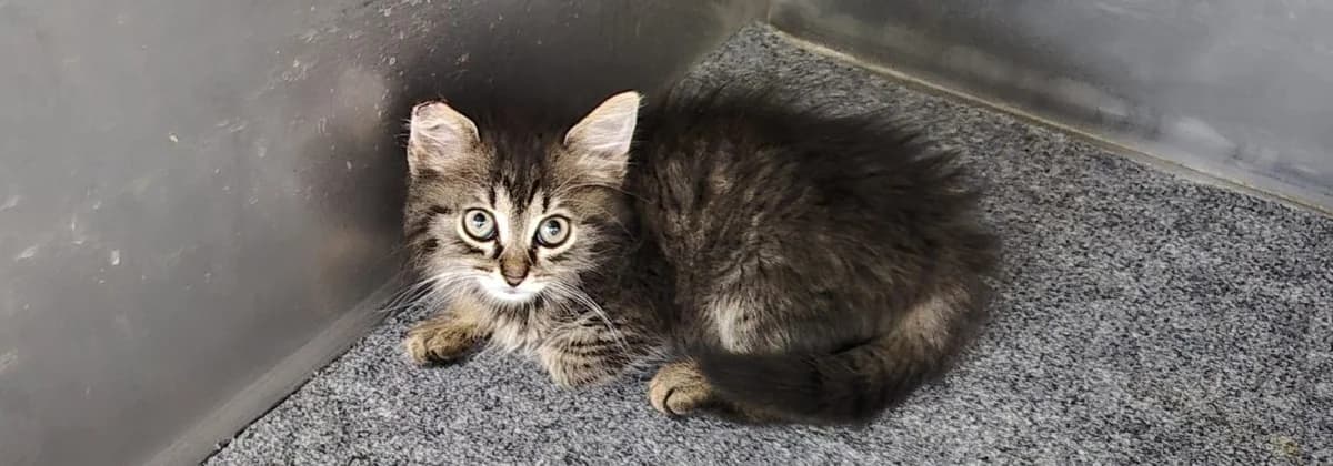 Gris, female puppy mixed breed for adoption at Dumovec, Zagreb