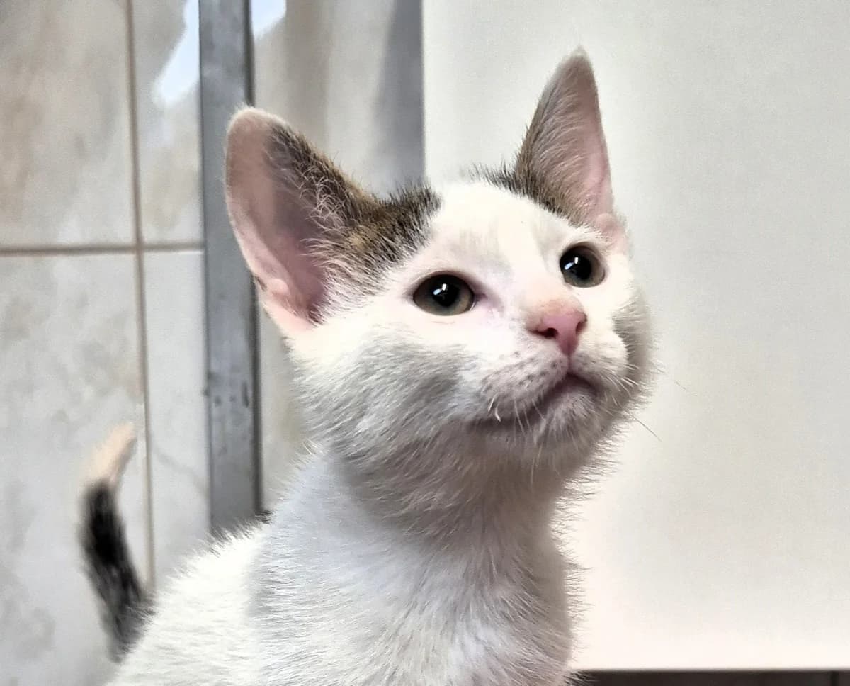 Čemre, female puppy mixed breed for adoption at Dumovec, Zagreb