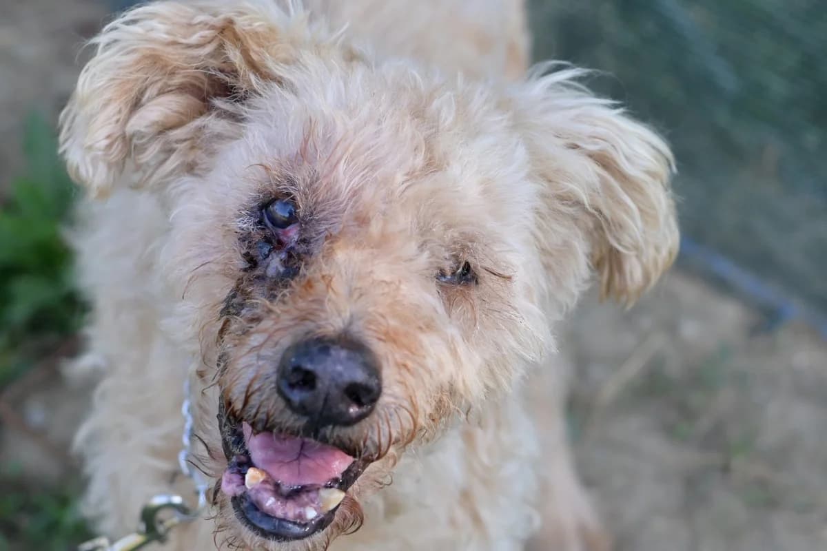 Žuti, male senior mixed breed for adoption at Dumovec, Zagreb