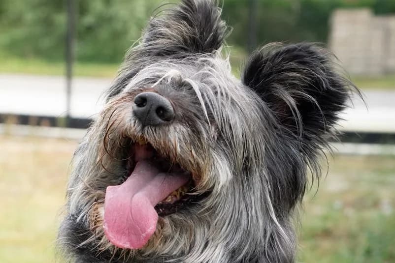 Flora, female senior mixed breed for adoption at Dumovec, Zagreb