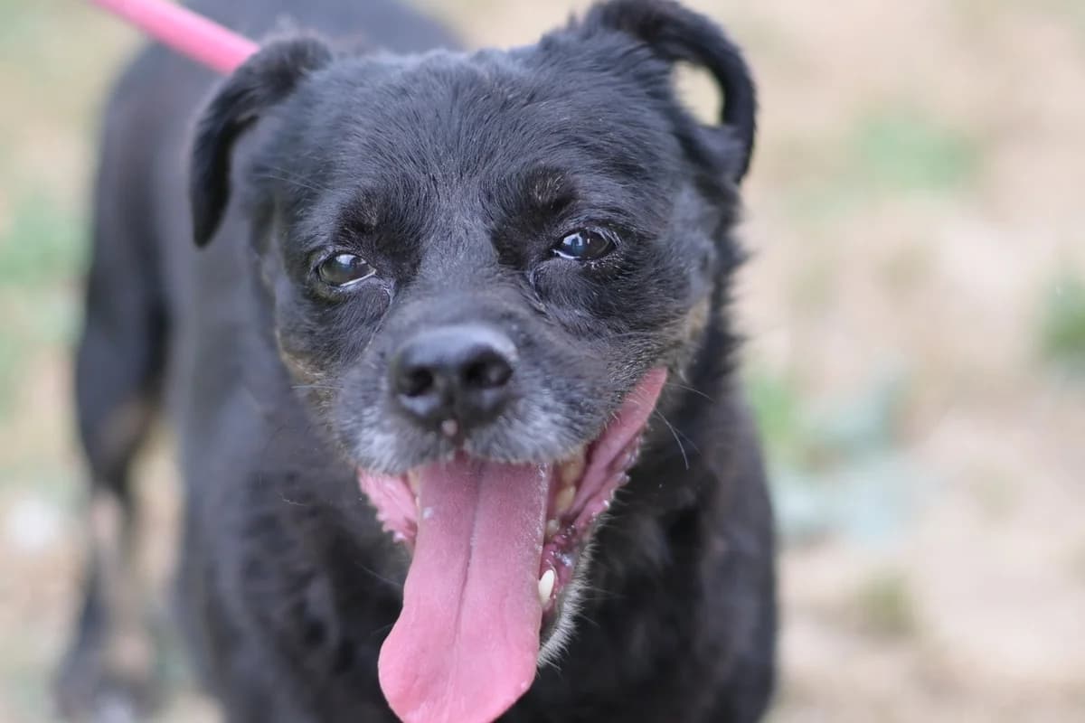 Suzy, female senior mixed breed for adoption at Dumovec, Zagreb