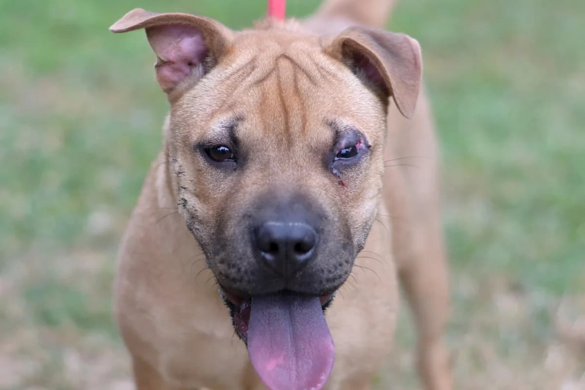 Ziga, female puppy Shar Pei for adoption at Dumovec, Zagreb