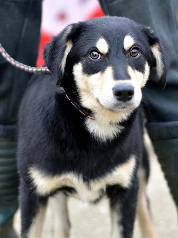 Alvaro, male Labrador Retriever for adoption at Noina Arka — photo 2 of 4