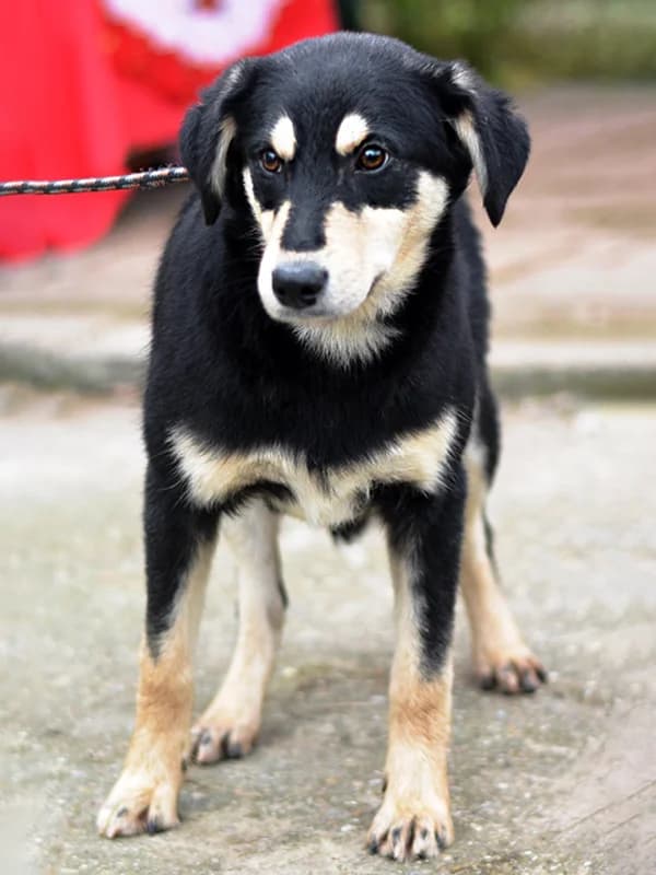 Alvaro, male Labrador Retriever for adoption at Noina Arka — photo 3 of 4