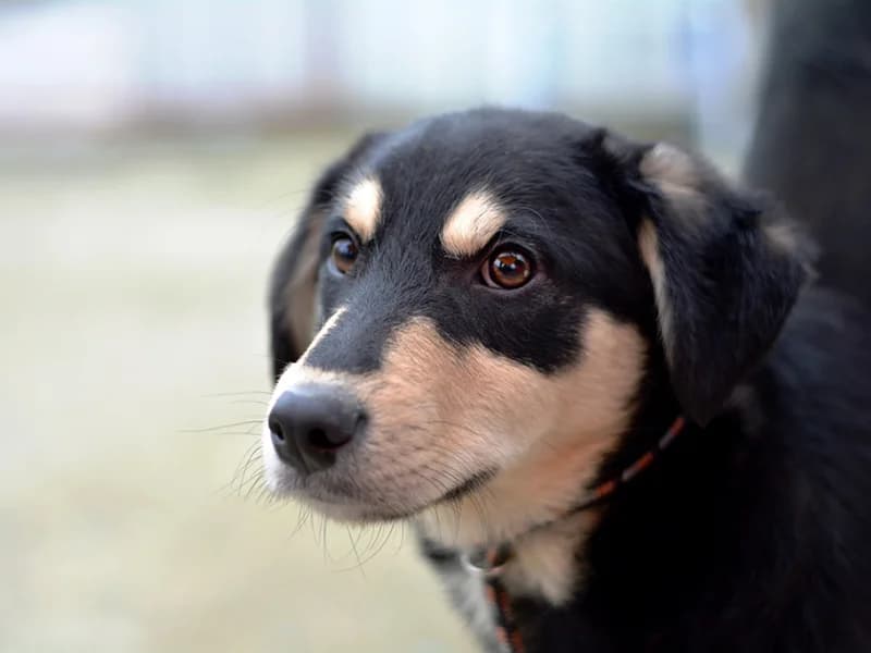 Alvaro, male Labrador Retriever for adoption at Noina Arka — photo 4 of 4