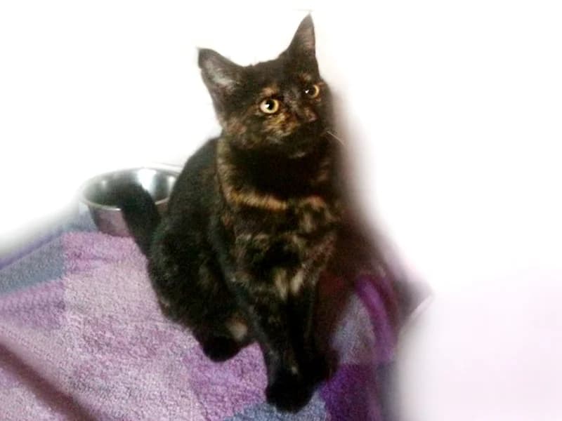 Cici, female senior mixed breed for adoption at Noina Arka