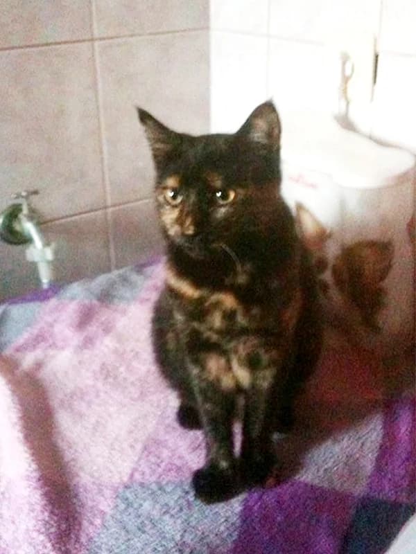 Cici, female mixed breed for adoption at Noina Arka — photo 2 of 4